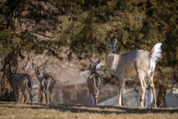 Landscape of a herd of white-tailed deer in a park under the sunlight