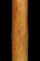 Black Currant (Ribes nigrum). Wintering Twig Detail Closeup