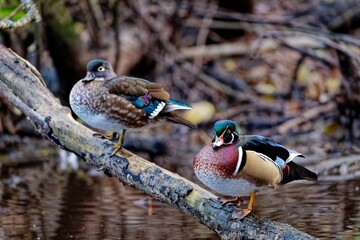 Pair of wood ducks at Bow Park, Victoria, BC Canada