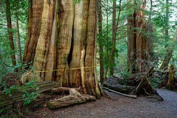 Old growth forest along the Wild Pacific Trail, Ucluelet, BC, Canada