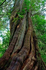 Old growth forest along the Wild Pacific Trail, Ucluelet, BC, Canada