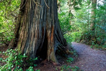 Old growth forest along the Wild Pacific Trail, Ucluelet, BC, Canada