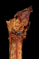 Grape Vine (Vitis vinifera). Pseudoterminal Bud Closeup