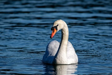 Majestic swan is gliding across a tranquil body of water