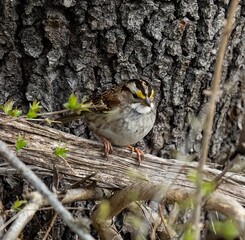 Closeup of a cute white-throated sparrow perched on a tree branch in a forest