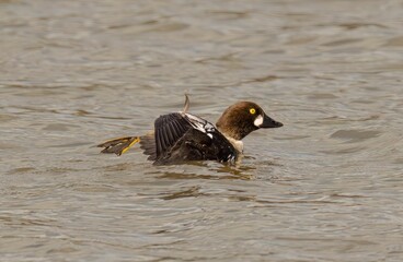 Closeup of a common goldeneye swimming in a pond in a forest