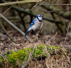 Closeup of a cute blue jay perched on a tree branch in a forest