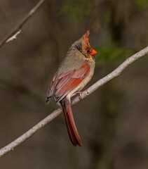 Closeup of a Northern Cardinal perched on a tree branch in a forest
