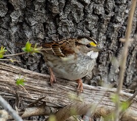 Closeup of a cute white-throated sparrow perched on a tree branch in a forest