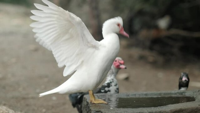 white goose drinks water and flaps its outspread wings on bird farm or park.