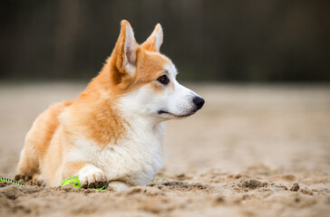 Naklejka na ściany i meble red corgi dog looks on the sand