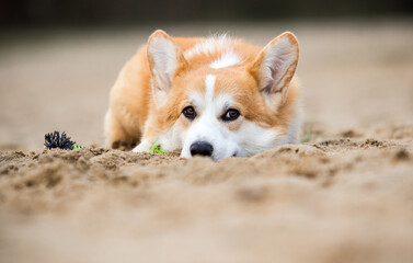sad corgi dog looking at the sand