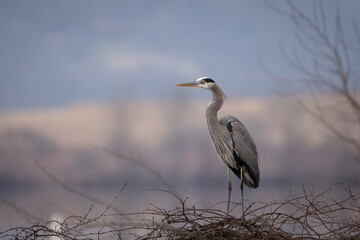 Great Blue Heron Sitting on a Tree