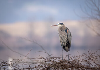 Great Blue Heron Sitting on a Tree