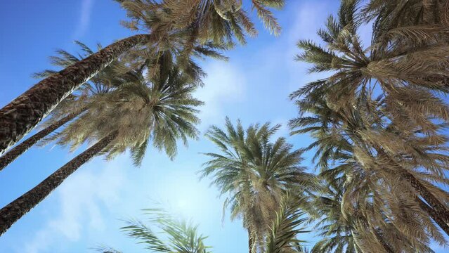 Palm trees vintage toned perspective view to the sky