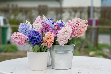 Bright, spring composition of colorful hyacinths in pots.