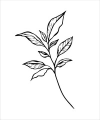 Elegant black line art of a branch leaf