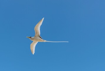 Obraz premium White-tailed tropicbird in flight against a blue sky background