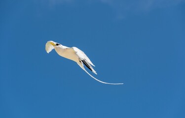 White-tailed tropicbird in flight against a blue sky background