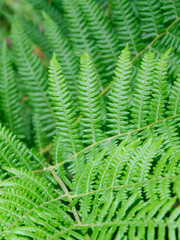 Green fern leaves outside in the wild forest for backgrounds and backdrops. Selective focus. Verical photo