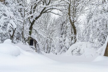 Beautiful snowy white landscape of forest in winter