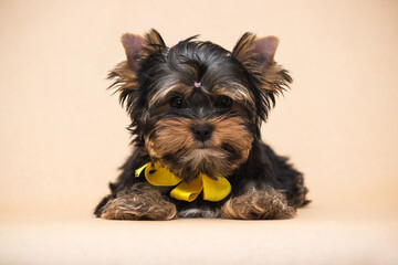 cute yorkie puppy with yellow bow