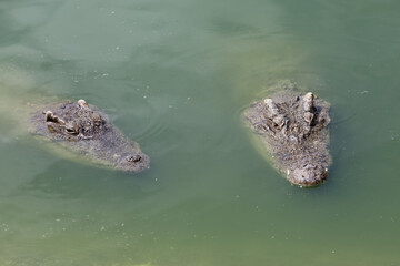 Close up big head crocodile is show head in river