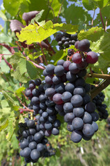 black vine grapes - 594694136