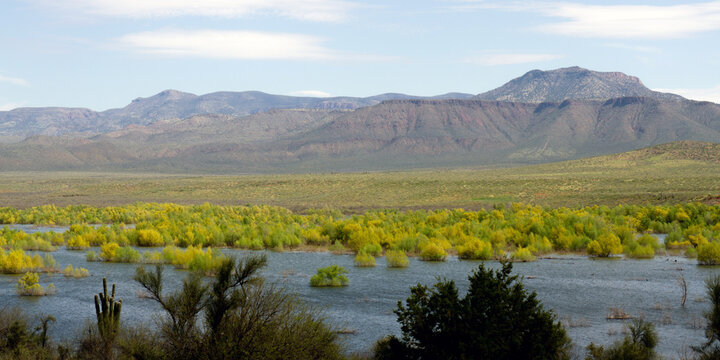High water submerges trees in Theodore Roosevelt Lake in Tonto National Forest in Arizona in 2023