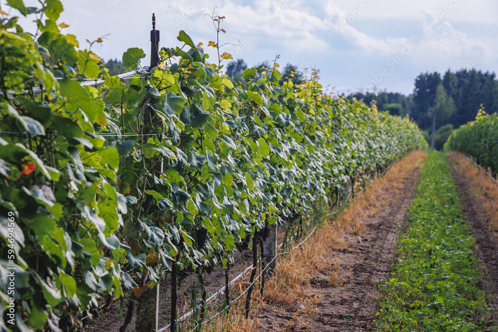 Poster Vine grapes in vineyard in Dworzno village, Zyrardow County, Poland