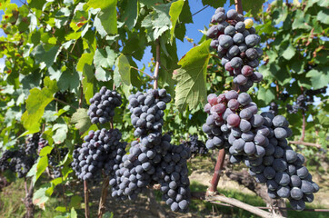 black vine grapes - 594694557