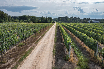 Fototapeta na wymiar Road among vineyards in Dworzno near Mszczonow city, Poland