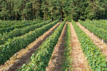 Fototapeta na wymiar Row of vine grapes in vineyard in Dworzno village, Zyrardow County, Poland