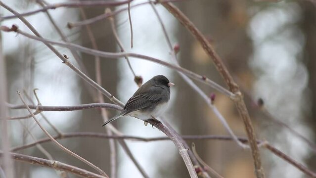 Junco ardoisé (Junco hyemalis) perché sur une branche