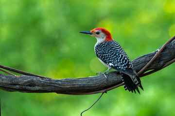 Red-bellied woodpecker 