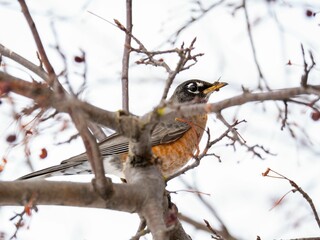 An American robin bird is perched in the branches of an berry tree