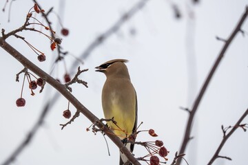 a Cedar waxwing bird on a branch with berries