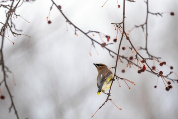 a Cedar waxwing bird on a branch with berries
