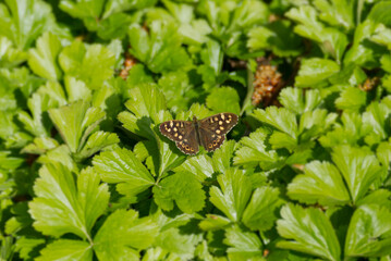 Speckled Wood Butterfly (Pararge aegeria) sitting on a green leaf in Zurich, Switzerland