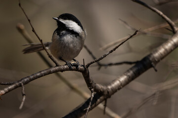 Black-capped chickadee