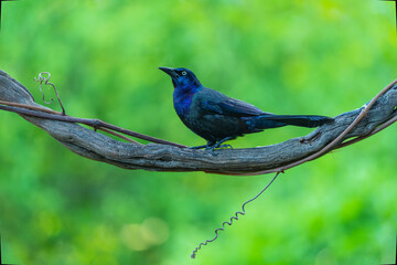 Boat-tailed grackle 
