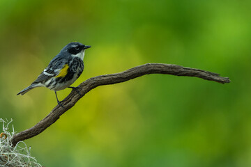 Yellow-rumped warbler