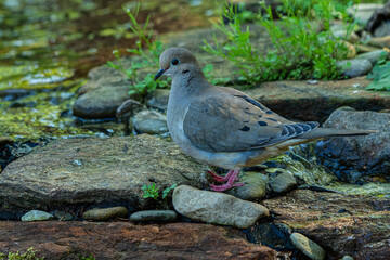 Mourning dove