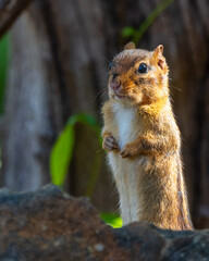 Chipmunk