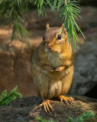 Chipmunk