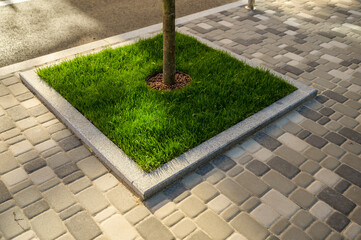 fence a tree with a green lawn of fresh grass, an element of architecture in landscape design