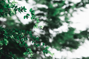 Abstract blur nature view of dark green leaf on greenery background with copy space using as background and ecology concept