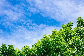 Abstract nature view of green leaf on top of bodhi tree with blue sky using as background and fresh ecology wallpaper concept