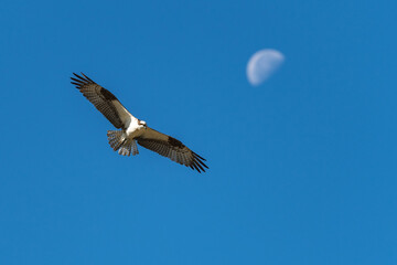 Osprey flying in flight