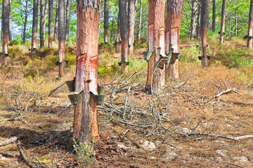 Collecting natural resin from pine trees trunks used in the chemical industry